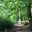 Hermitage Woods, a redwood forest in Scotland!