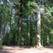 Hermitage Woods, a redwood forest in Scotland!